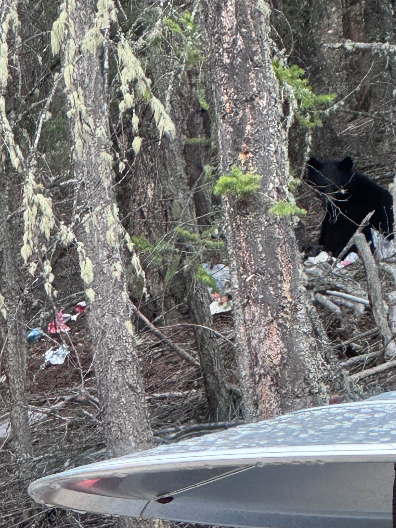 Black Bear sighting near Fairmont Hot Springs, BC