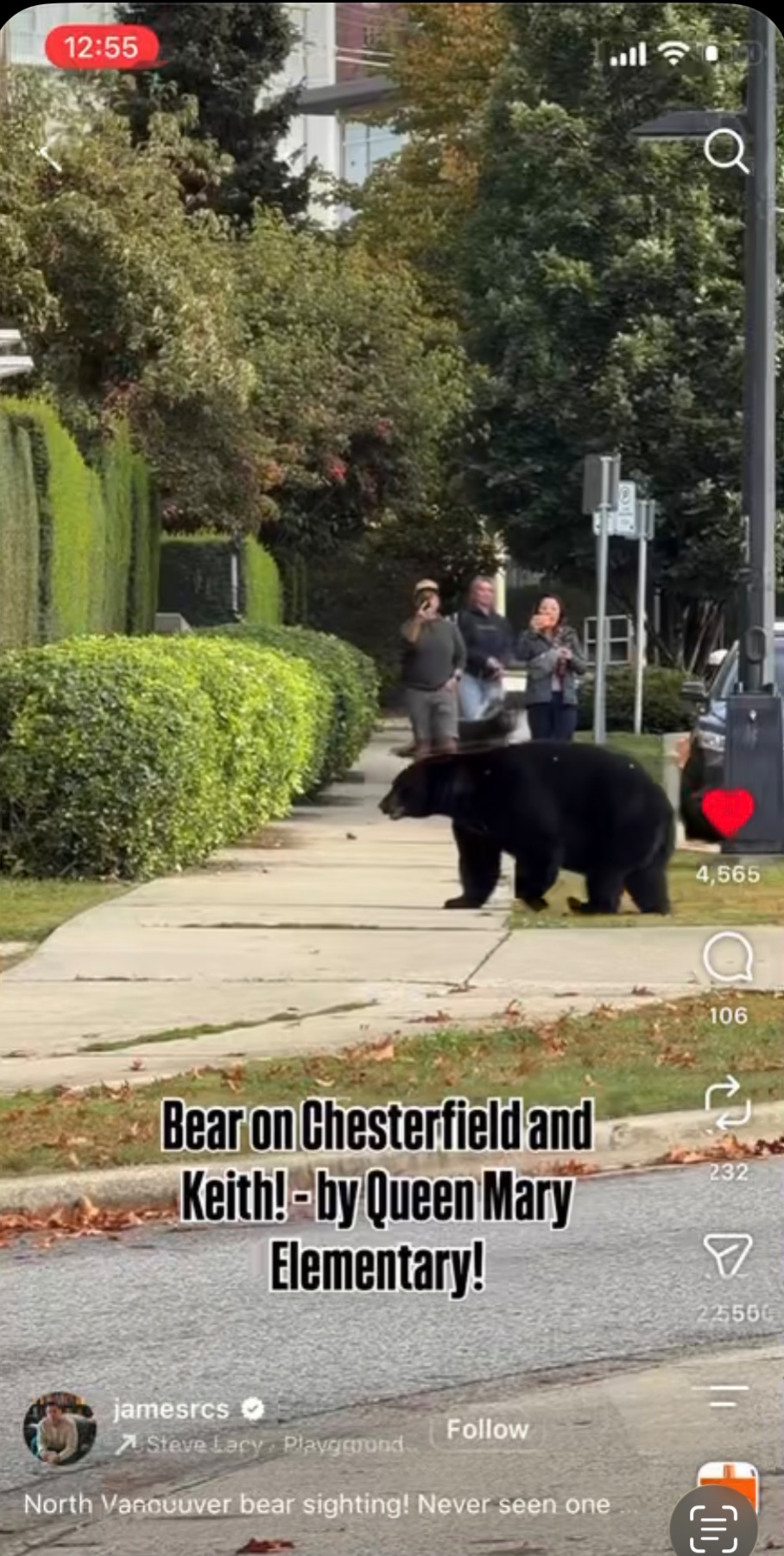 Black Bear sighting near British Columbia